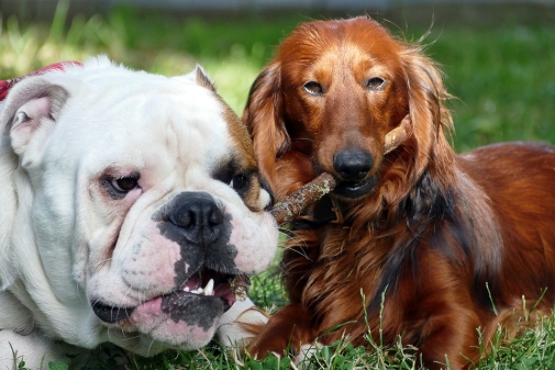 Собаки Английский Бульдог Такса - Бесплатное фото на Pixabay